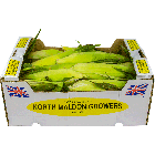 Fresh Sweet Corn Box X 20 pcs