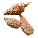 Aligator Pepper