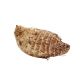 Cocoyam\kg