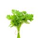 Fresh Coriander leaf Bunch