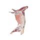 Fresh Whole Lamb (Per kg)