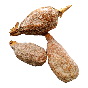 Aligator Pepper
