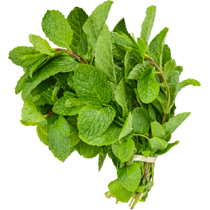 Fresh Scent Leaf Bunch