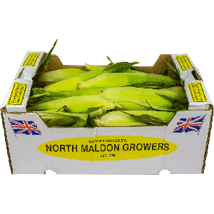 Fresh Sweet Corn Box X 20 pcs
