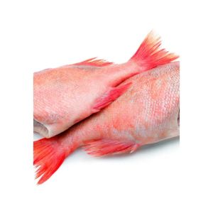 Frozen Red Bream Fish (500-700) /kg