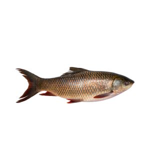 Frozen Whole Rohu /kg 