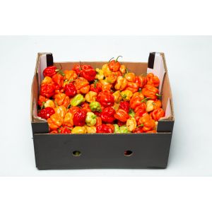Fresh Hot Pepper Box 2.7kg
