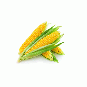 Fresh  Sweet  Corn 