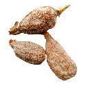Aligator Pepper
