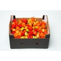 Fresh Hot Pepper Box 2.7kg