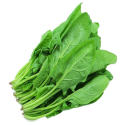Fresh Spinach Leaf Bunch